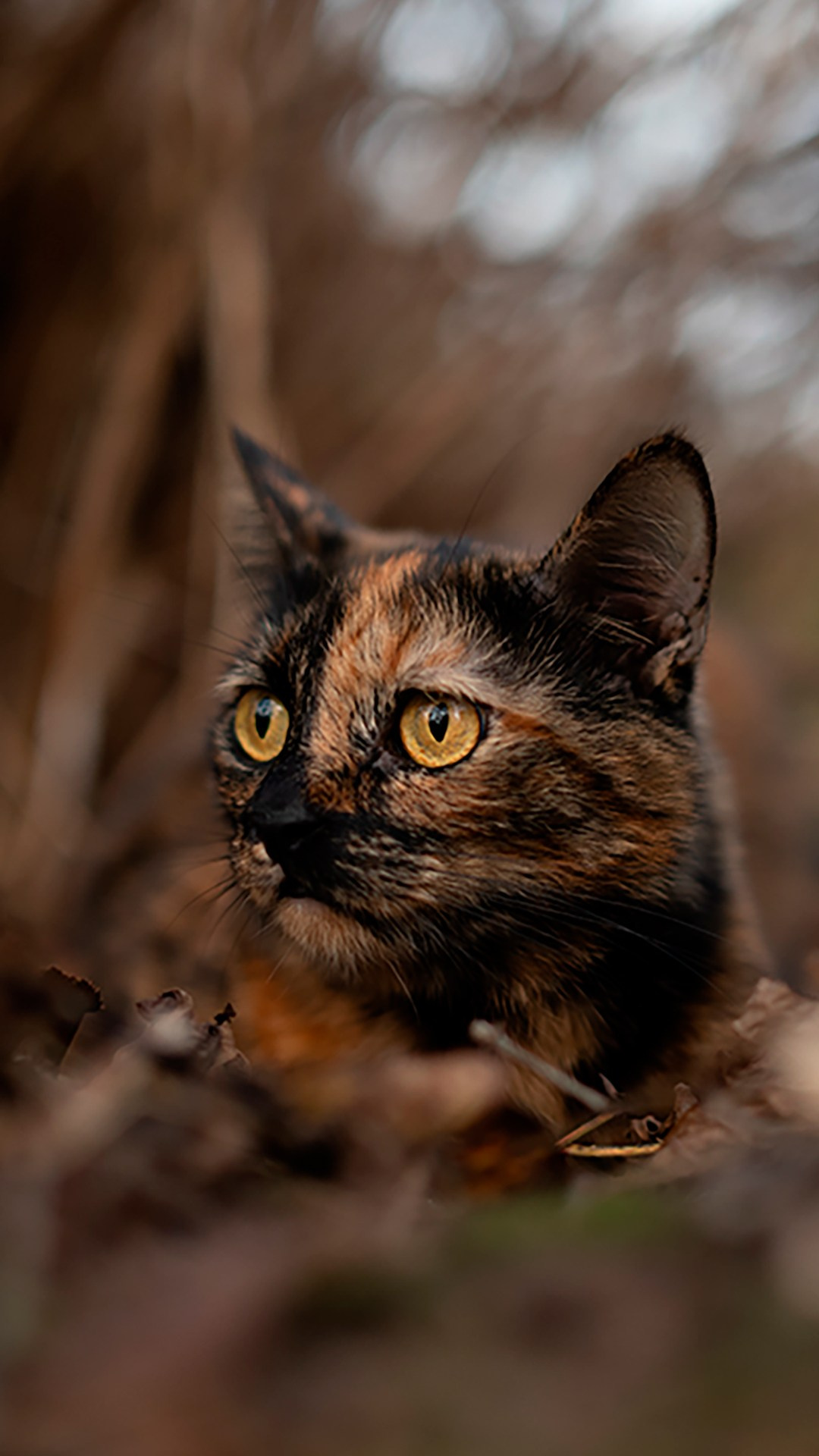 Фотограф — анималист RISHELL PHOTO