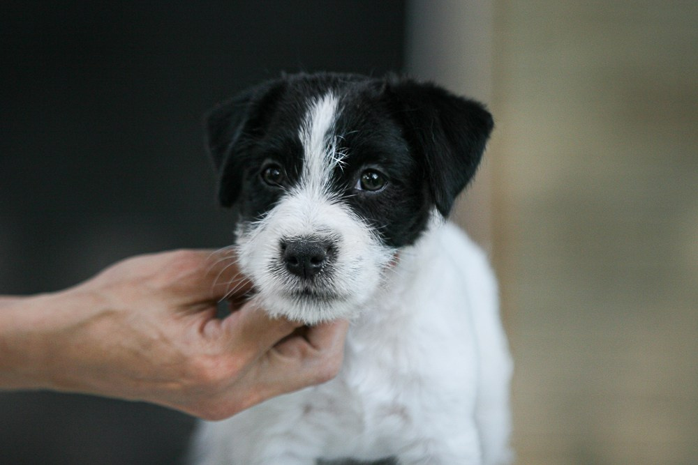 CANE MAESTRO RONDO. CANE MAESTRO — kennel Jack Russell Terrier