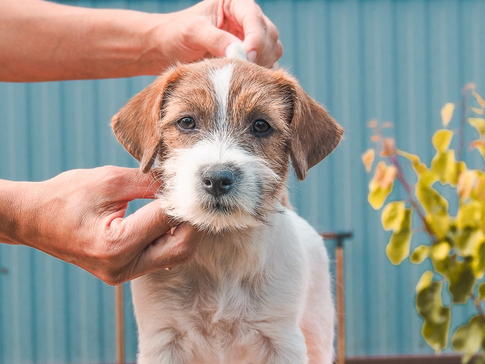 CANE MAESTRO SAYONARA. CANE MAESTRO — kennel Jack Russell Terrier