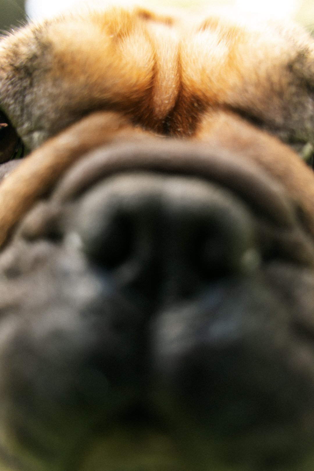 Парад Бульдогов. Axenov_eugene