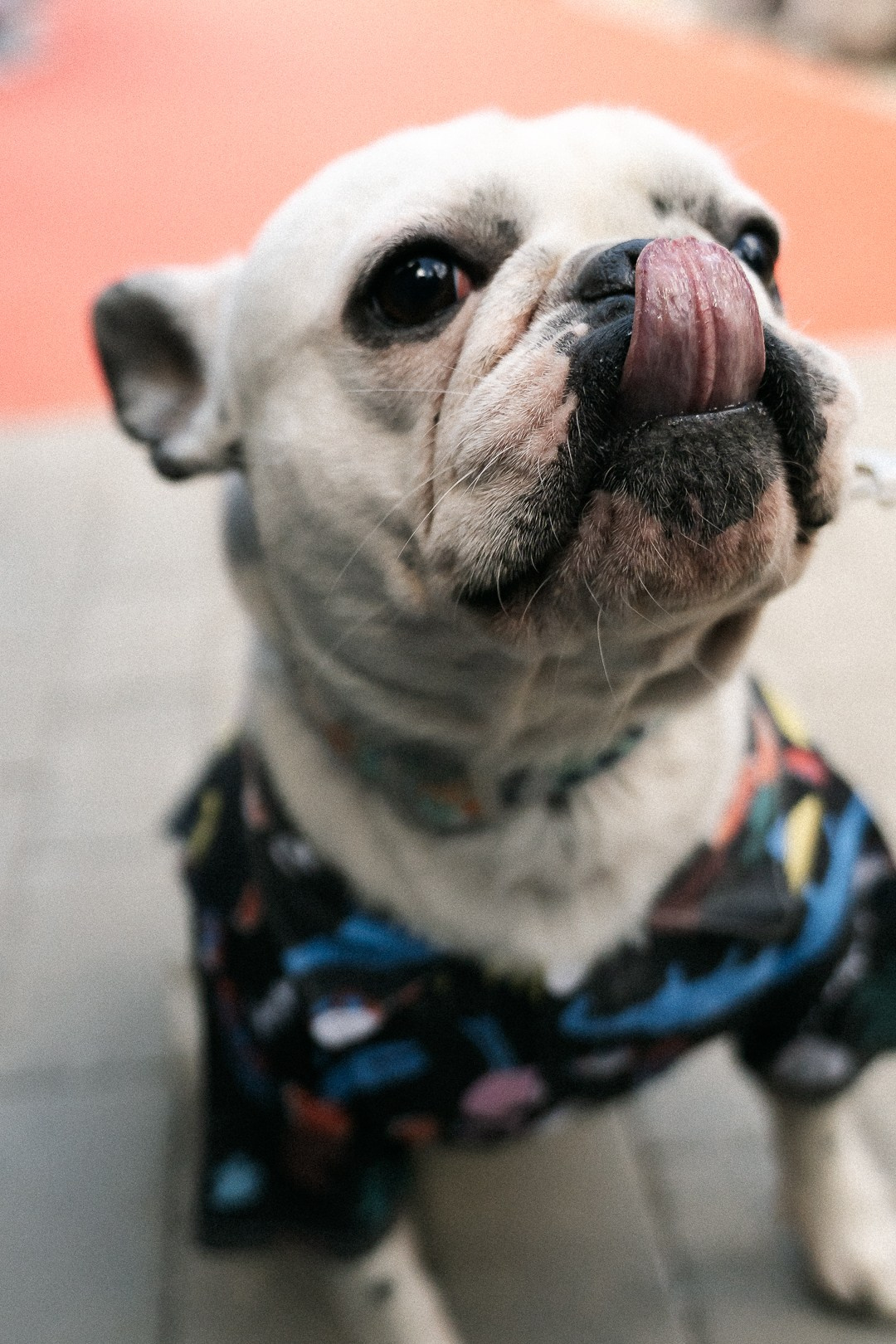 Парад Бульдогов. Axenov_eugene