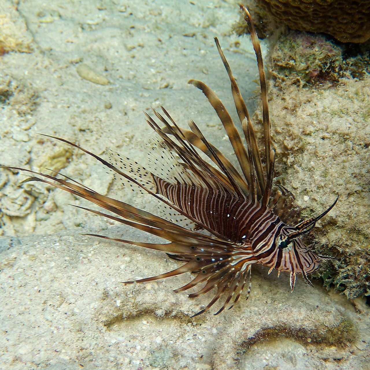 Мне посмотреть. Рыбов показываю