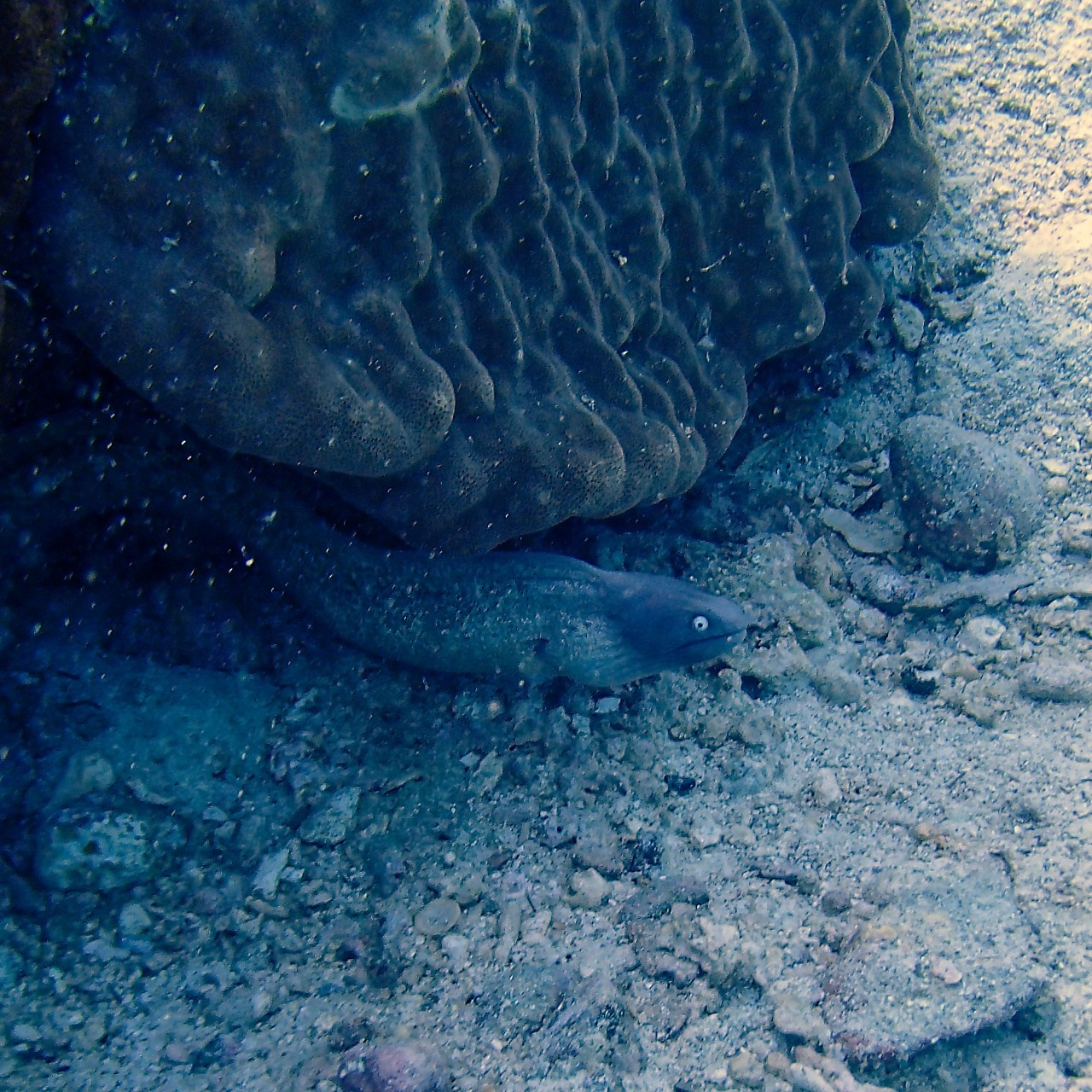 Мне посмотреть. Рыбов показываю