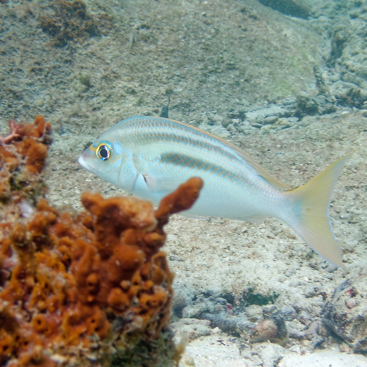 Мне посмотреть. Рыбов показываю