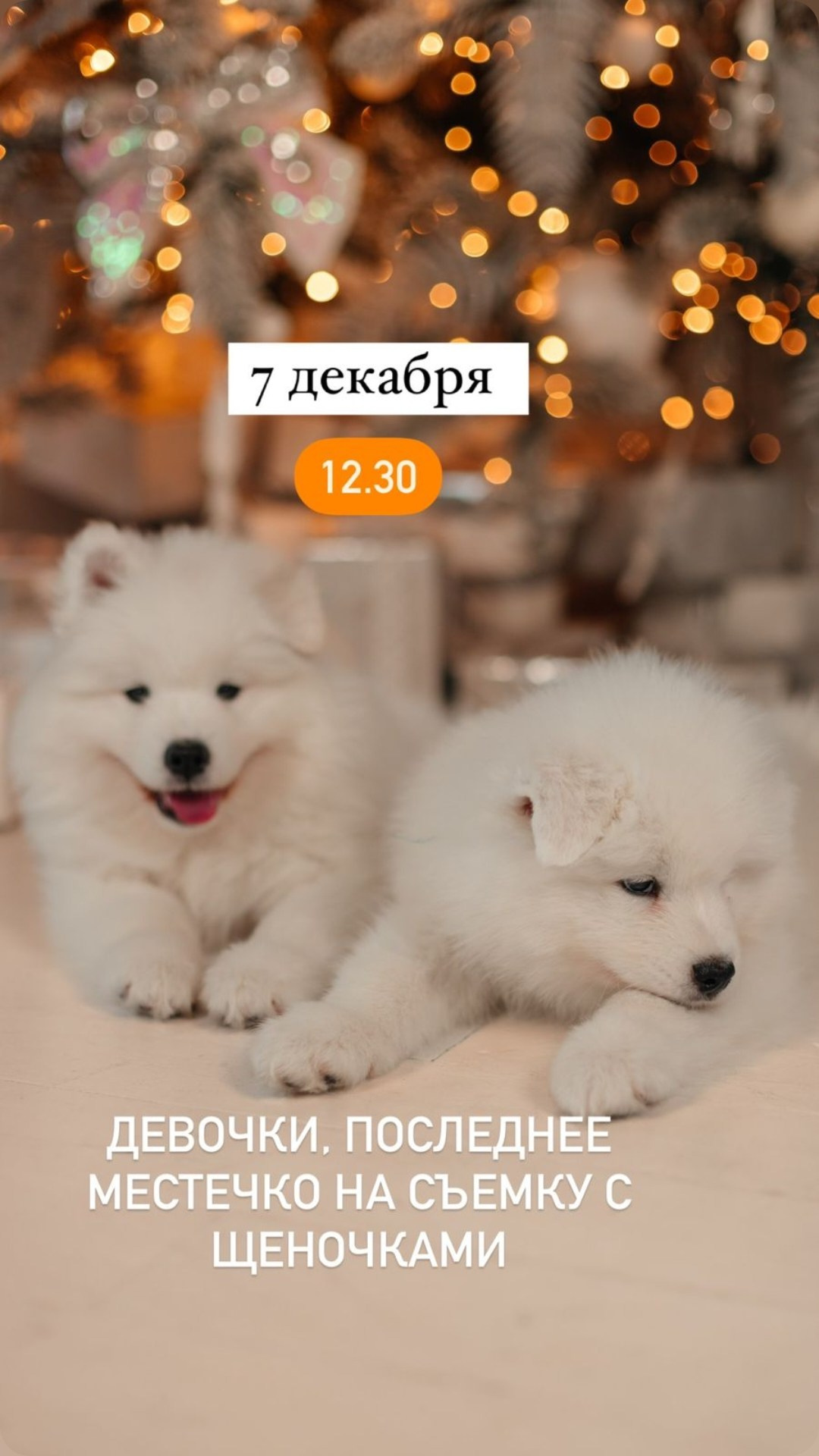 Фотограф Ирина Дорошкова, фотостудия Main ул Добролюбова, 31 к12а. Самоед Новосибирск