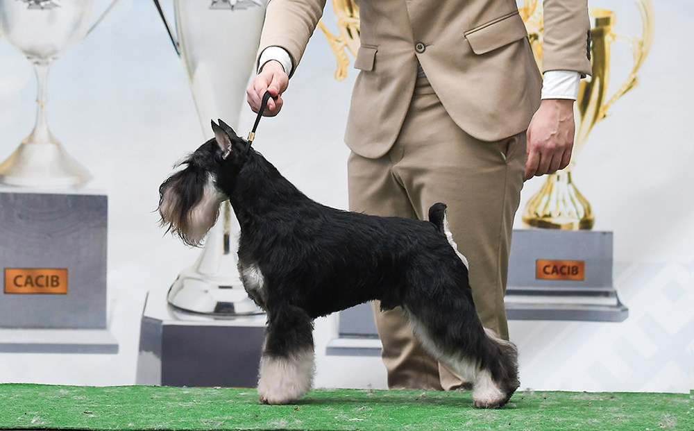 Оскар/Delinso Balance Zaffiro. Питомник цвергшнауцеров в Беларуси «Делинсо Бэлэнс»