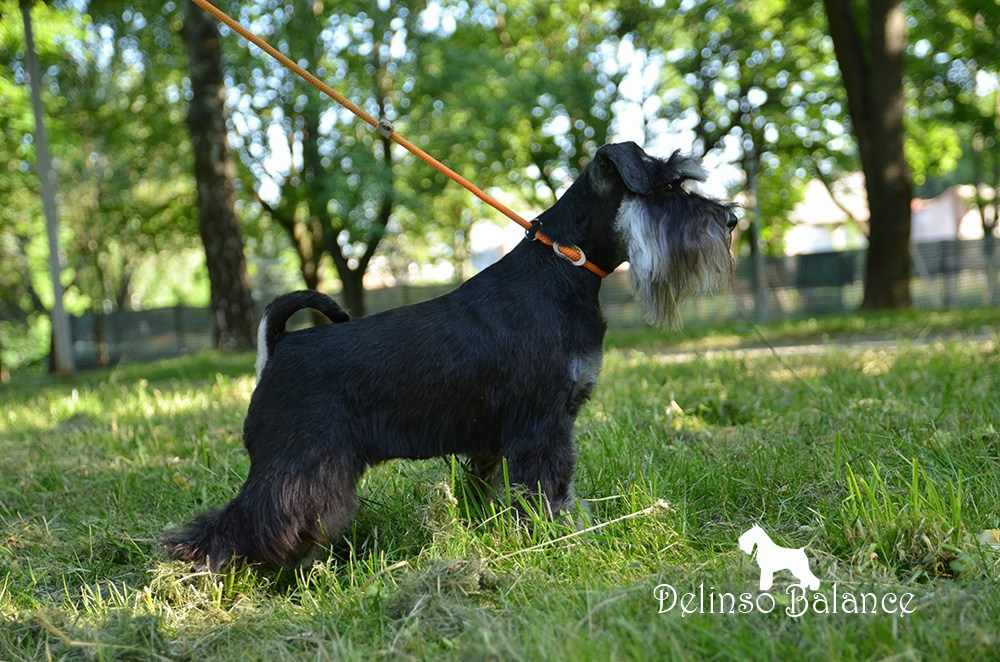 Бекки/ Delinso Balance Brilliance. Питомник цвергшнауцеров в Беларуси «Делинсо Бэлэнс»