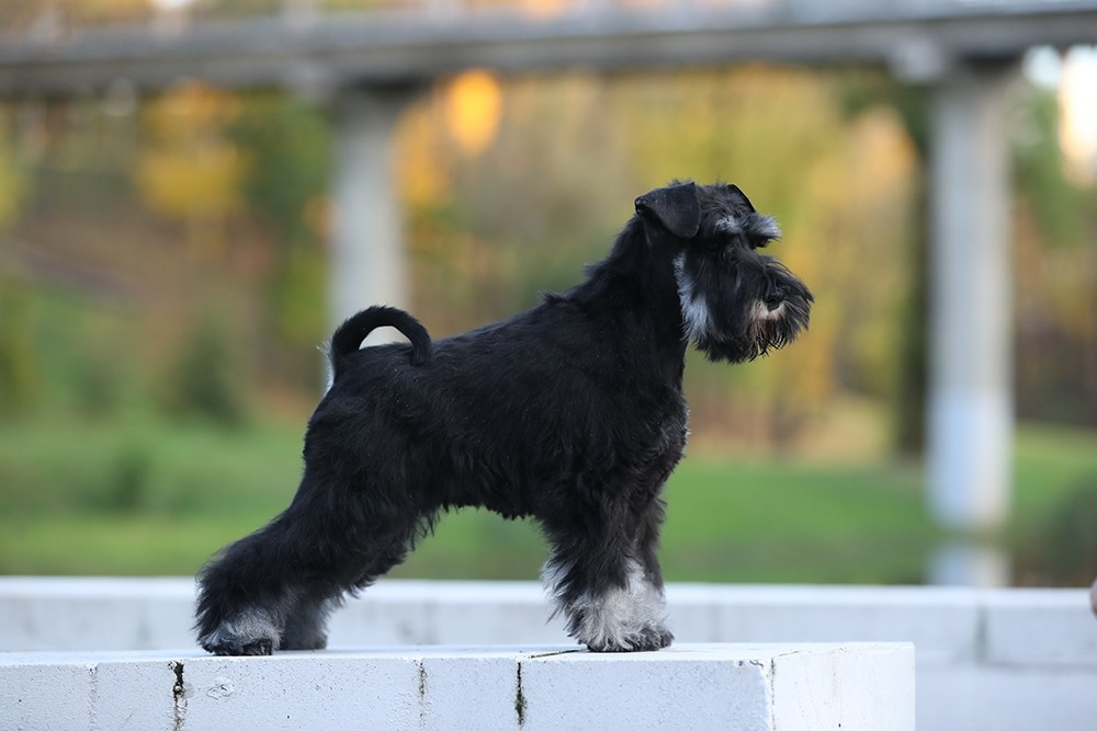 Litter «H» 02.07.2024. Питомник цвергшнауцеров в Беларуси «Делинсо Бэлэнс»