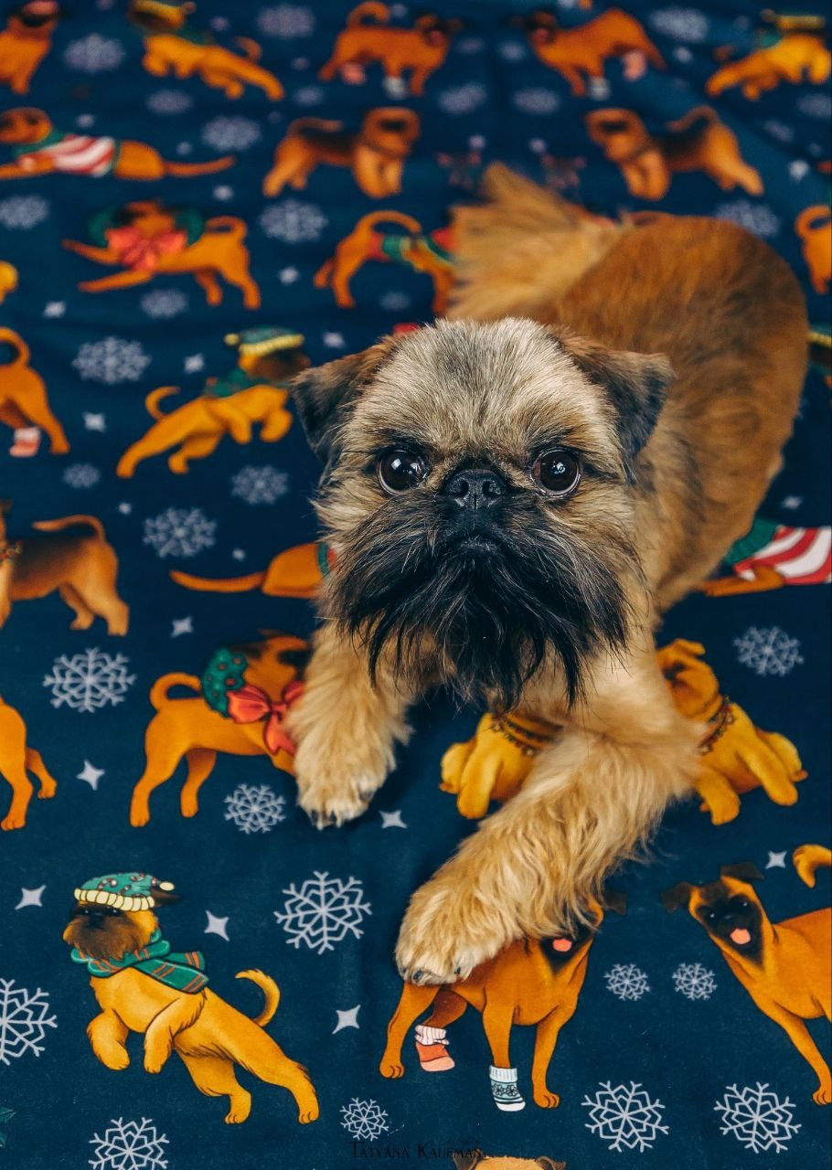 Нейросеть, ИИ, искусственный интеллект, промты собаки, промты кошки, улучшение фото, анималистика, nano Banana