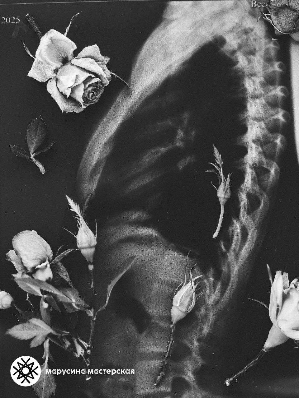 Светлана Чуйко