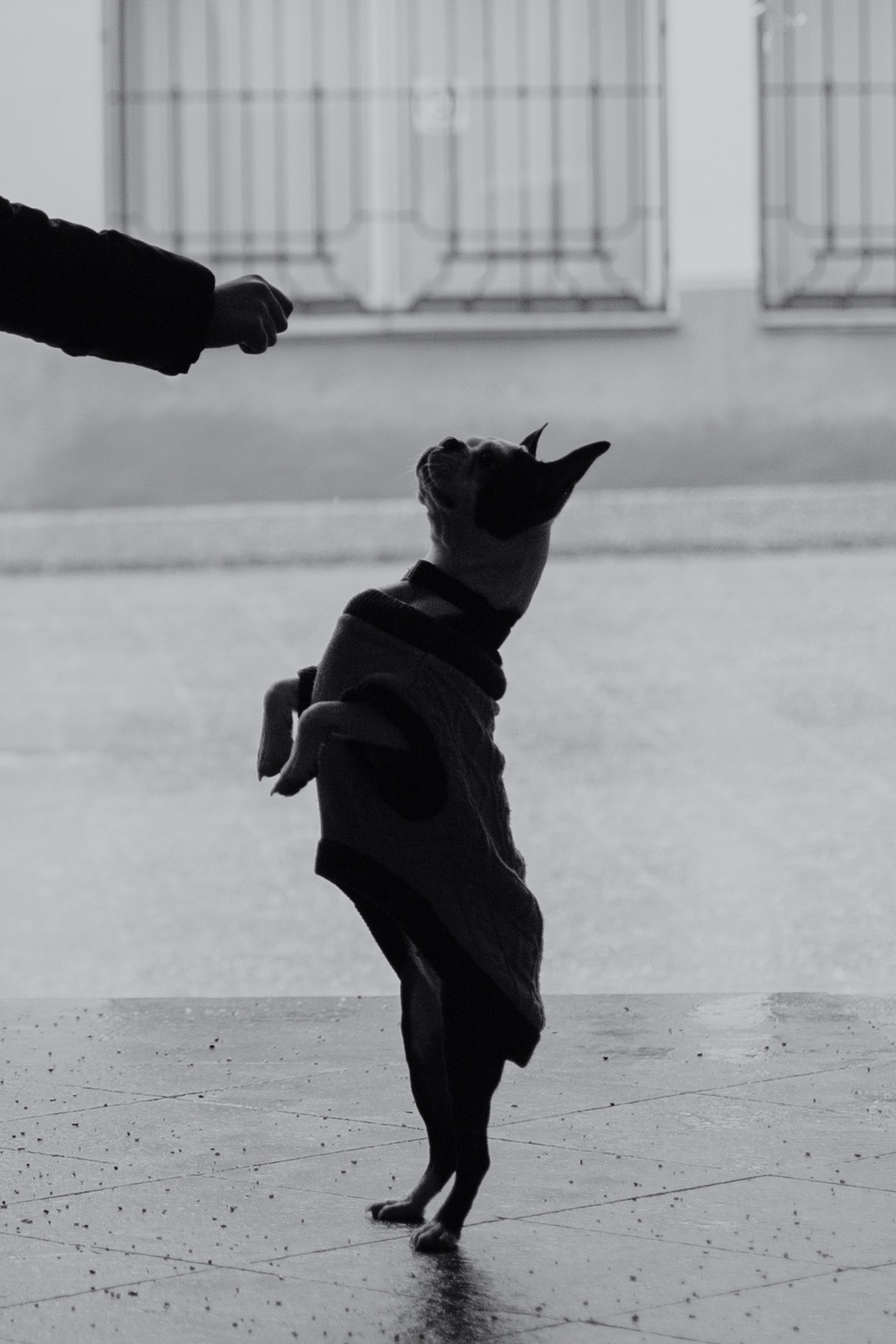 Василиса и Мира Кузнецкий мост. Фотограф-анималист Татьяна Степанова