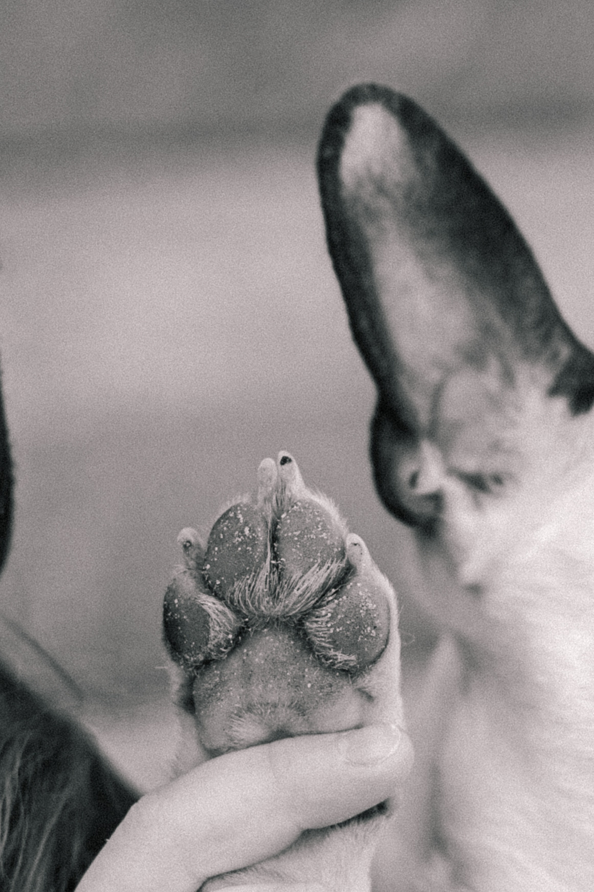 Василиса и Мира Кузнецкий мост. Фотограф-анималист Татьяна Степанова
