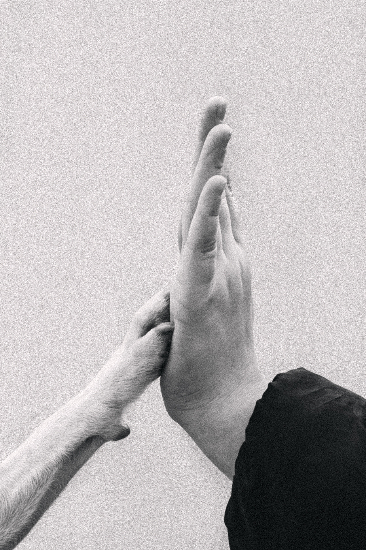 Василиса и Мира Кузнецкий мост. Фотограф-анималист Татьяна Степанова