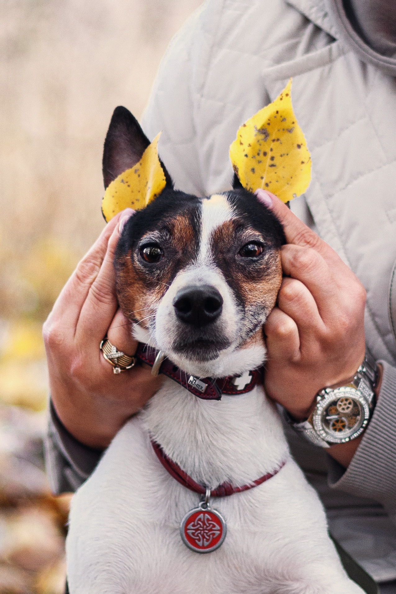 Женя, Скай и Арти в ПКИО Северное Тушино. Фотограф-анималист Татьяна Степанова
