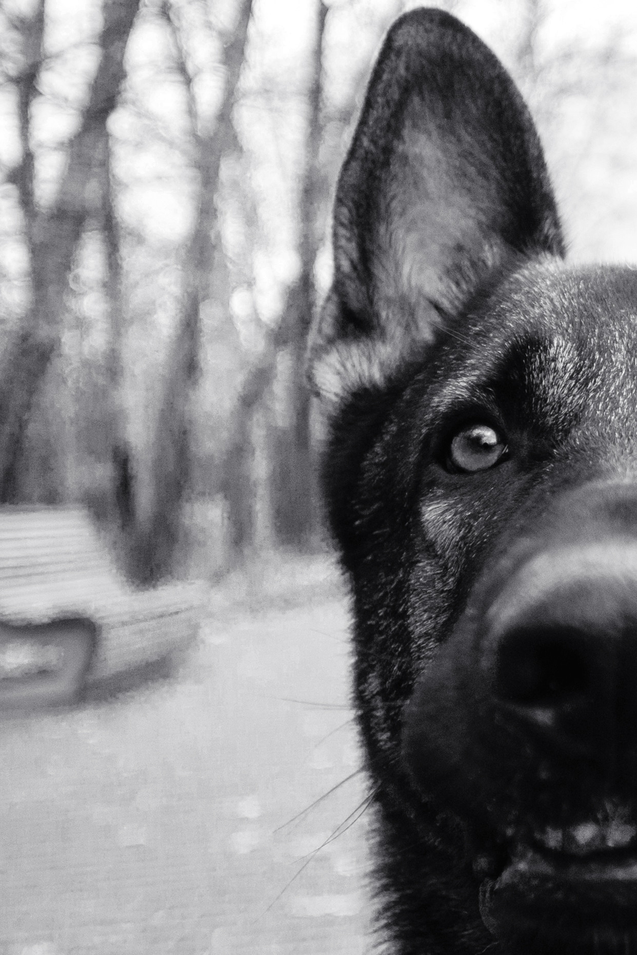 Женя, Скай и Арти в ПКИО Северное Тушино. Фотограф-анималист Татьяна Степанова