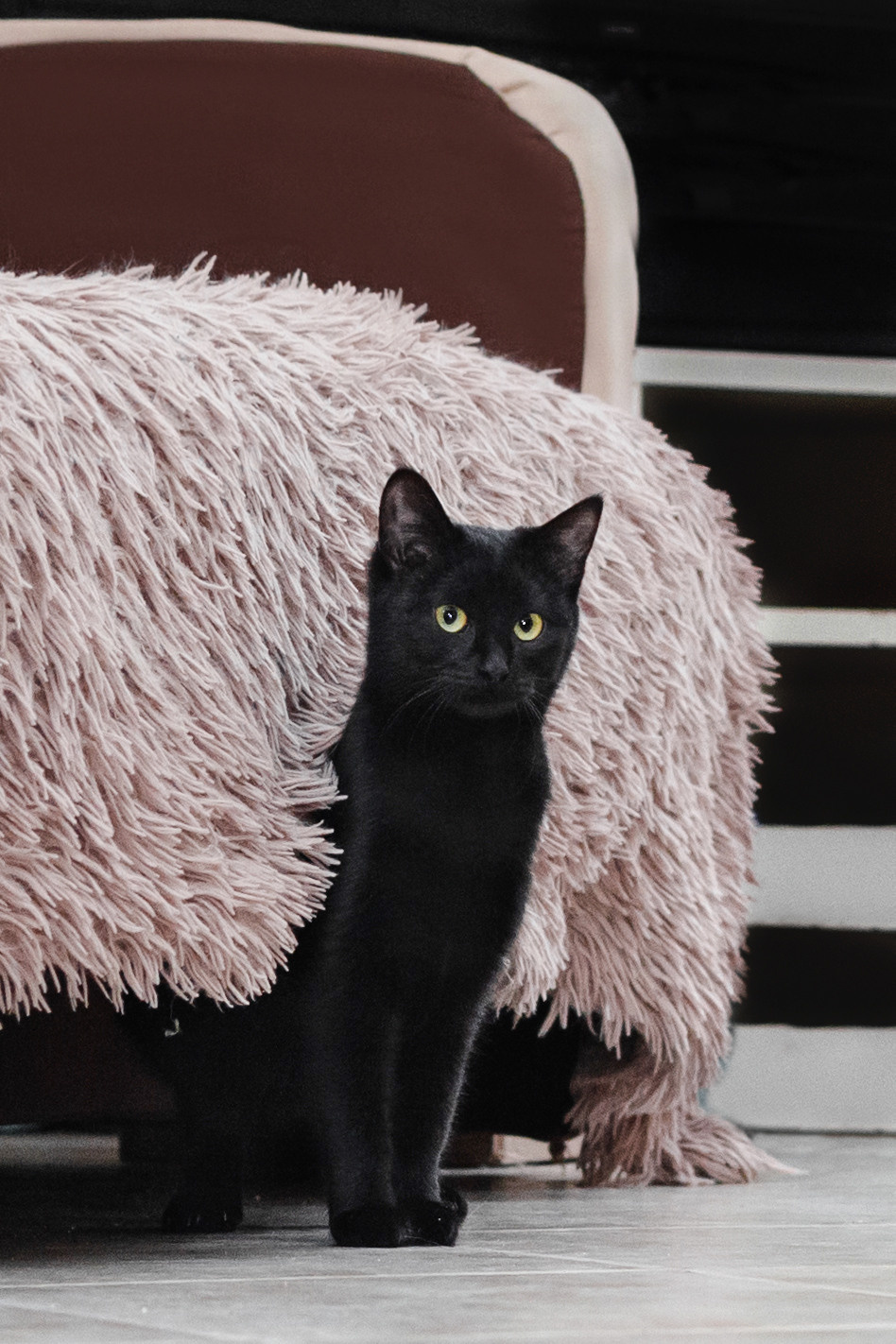 Домашняя съемка 2 собак и кошки 2023. Фотограф-анималист Татьяна Степанова