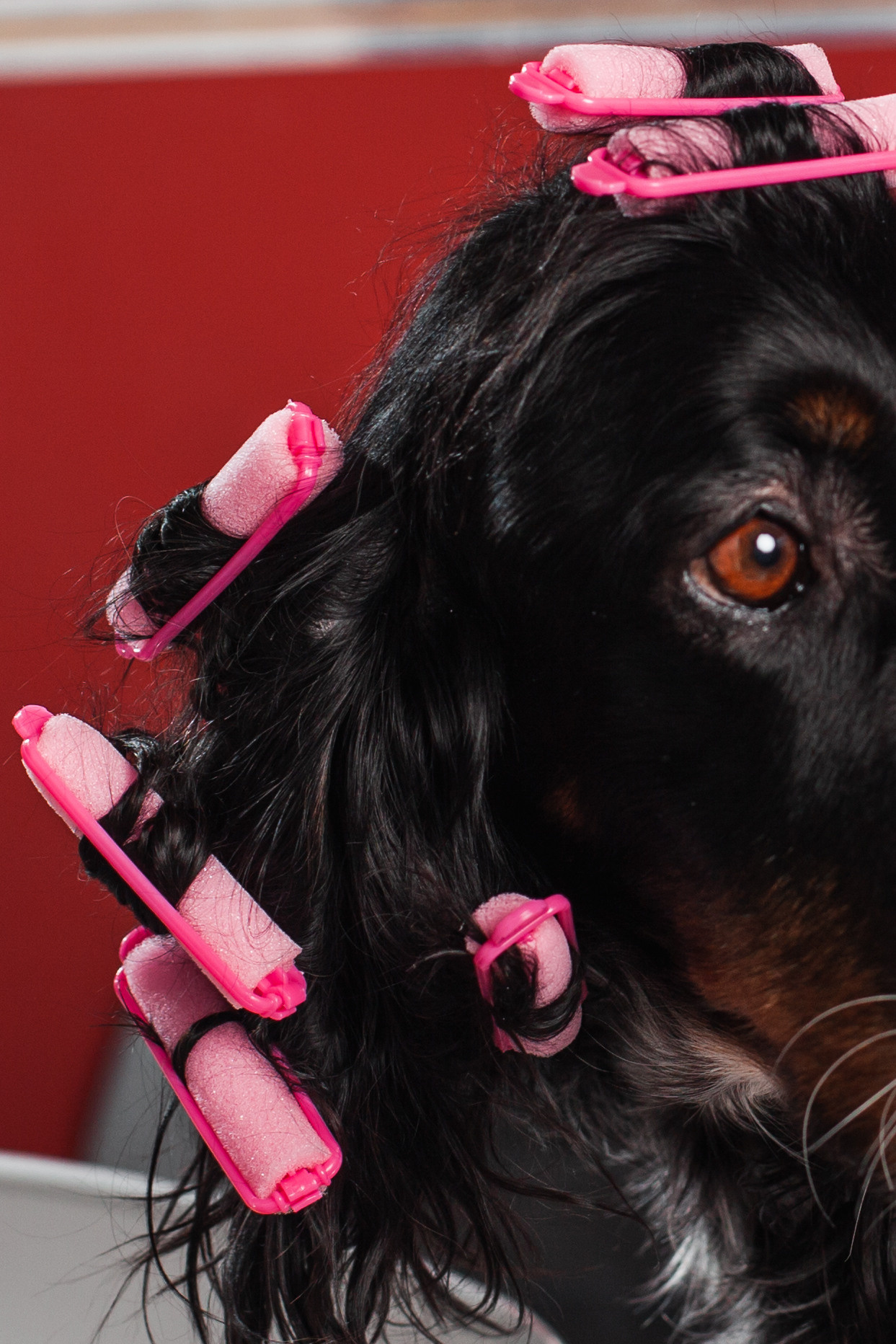 Света и Богдана. Фотограф-анималист Татьяна Степанова