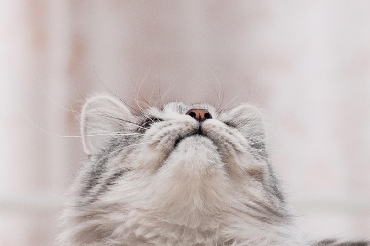 Космос 2023. Фотограф-анималист Татьяна Степанова