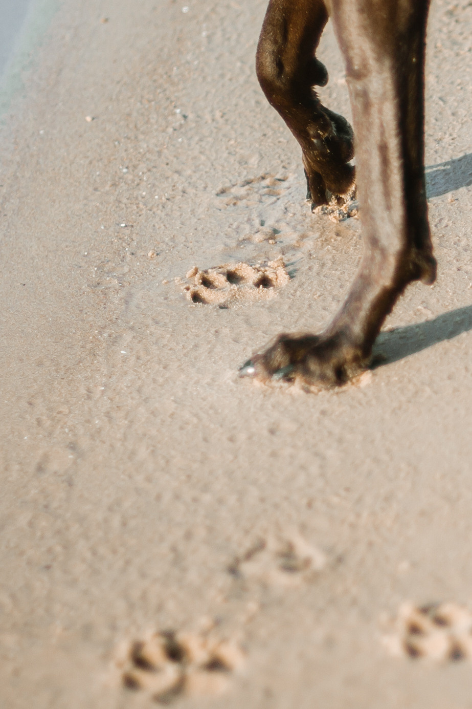 Рассветная съемка в ПКИО Северное Тушино. Фотограф-анималист Татьяна Степанова