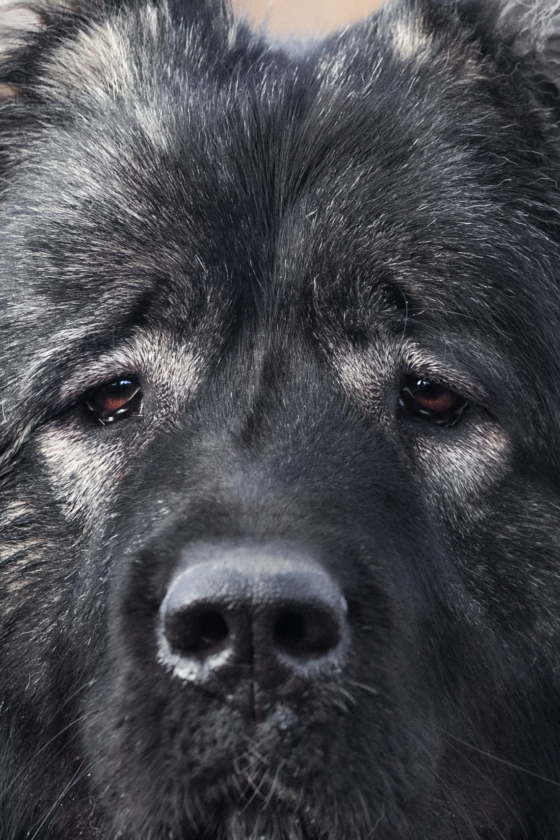 Фонд помощи кавказским овчаркам (Дудусик дог) 2022. Фотограф-анималист Татьяна Степанова