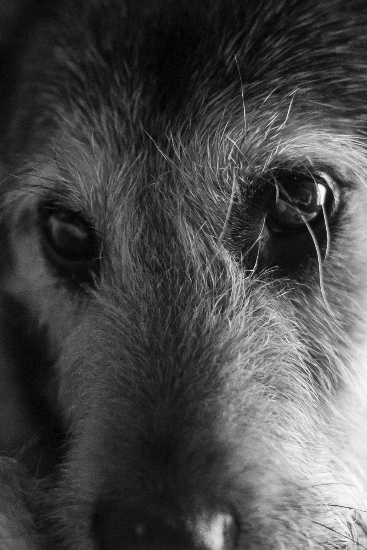 Лиза и Бренда. Фотограф-анималист Татьяна Степанова