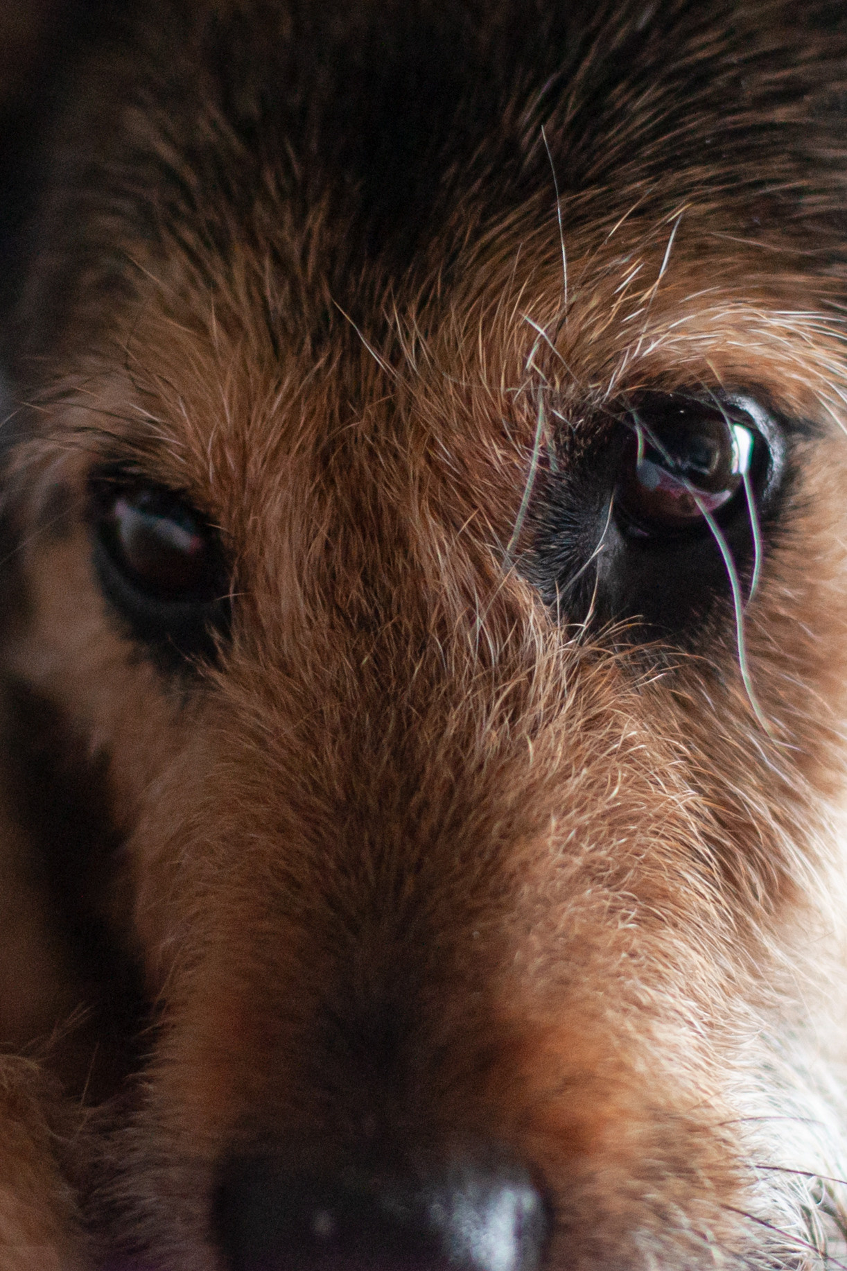 Лиза и Бренда. Фотограф-анималист Татьяна Степанова
