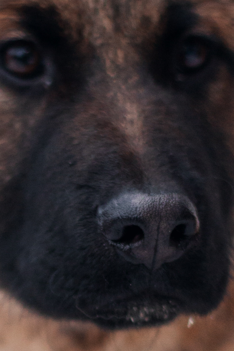 Новогодняя серия с ретромашиной. Фотограф-анималист Татьяна Степанова