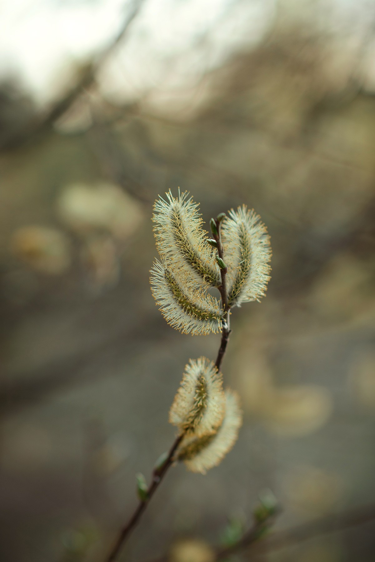Family photo shoot in april photographer Elena Carruthers. Elena Carruthers family photographer in Scotland (Edinburgh, Glasgow)