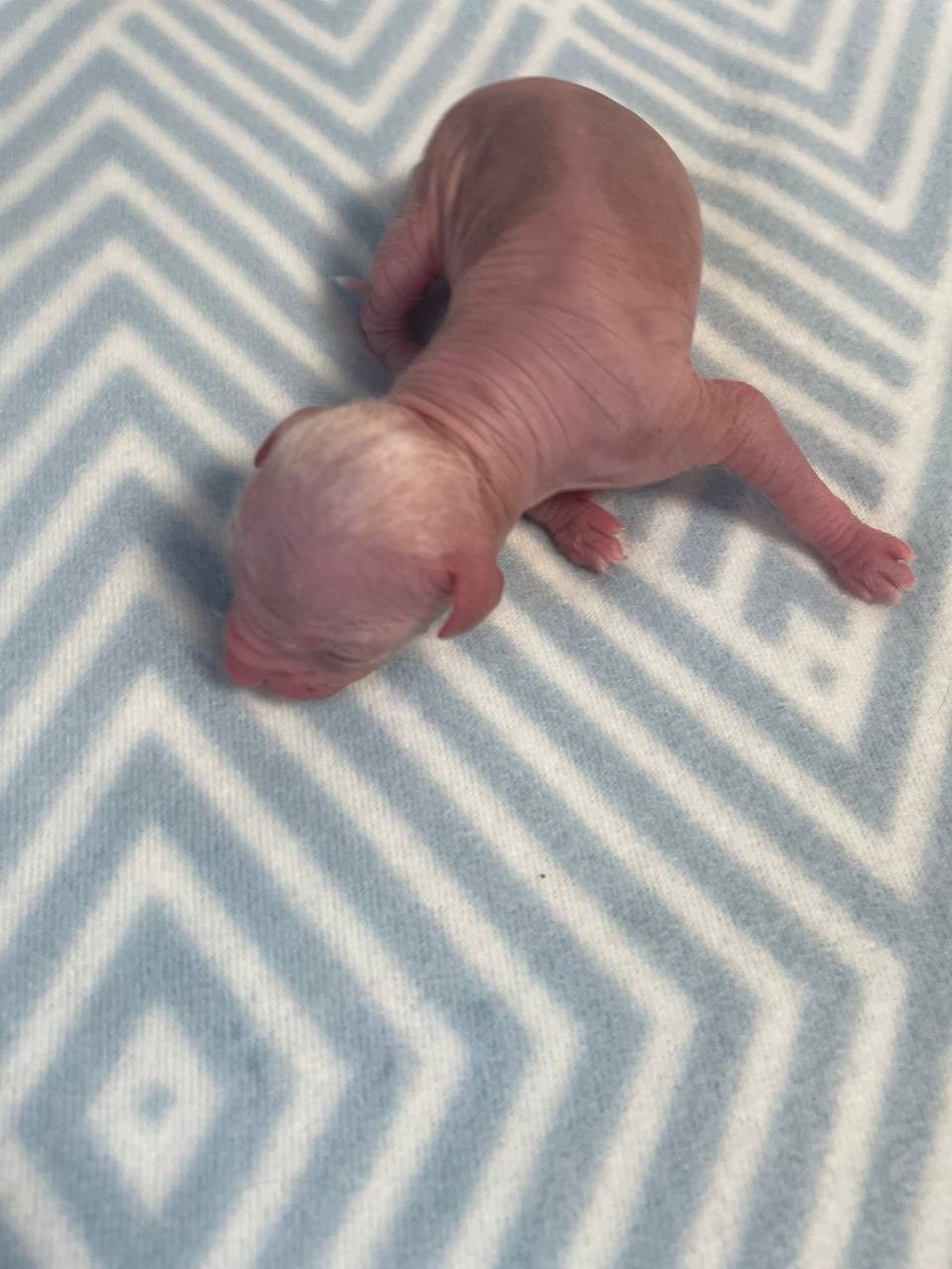 D1 День Рождения