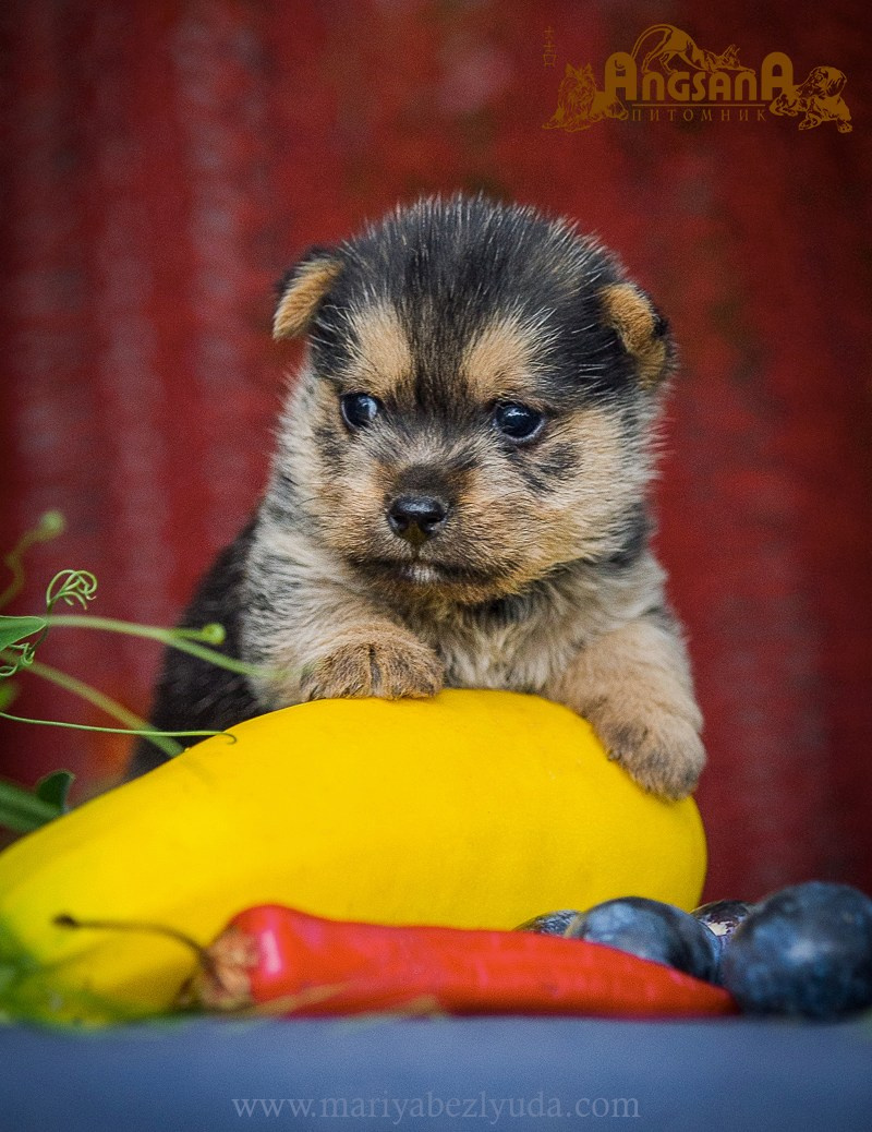 Щенки. Семейный и детский фотограф в Москве Мария Быкова