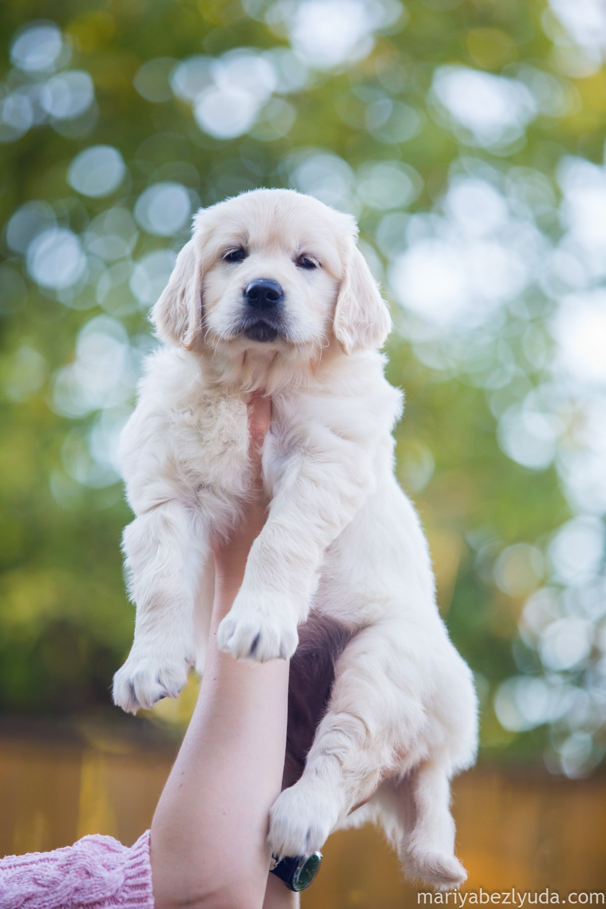 Щенки. Семейный и детский фотограф в Москве Мария Быкова