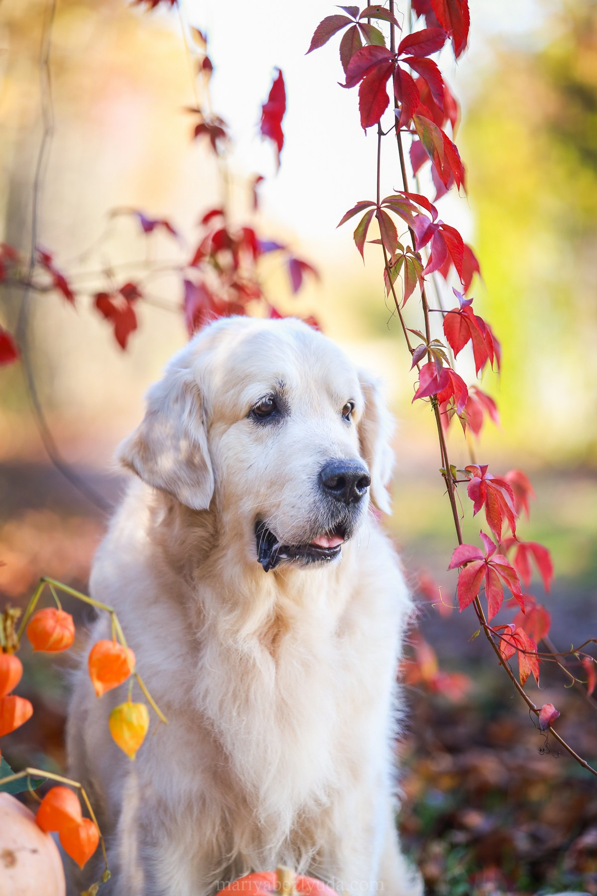 Юбилей собаки, фотосессия к дню рождения собаки 10 лет. Семейный и детский фотограф в Москве Мария Быкова