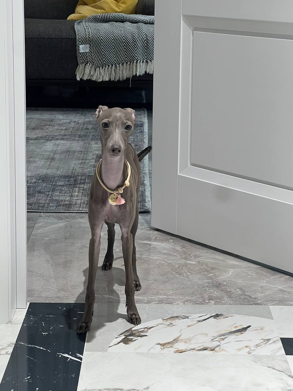 Всегда вместе. Профессиональный питомник левреток РКФ/FCI ASTI SAPPHIRE 💎 Сочи|Санкт-Петербург