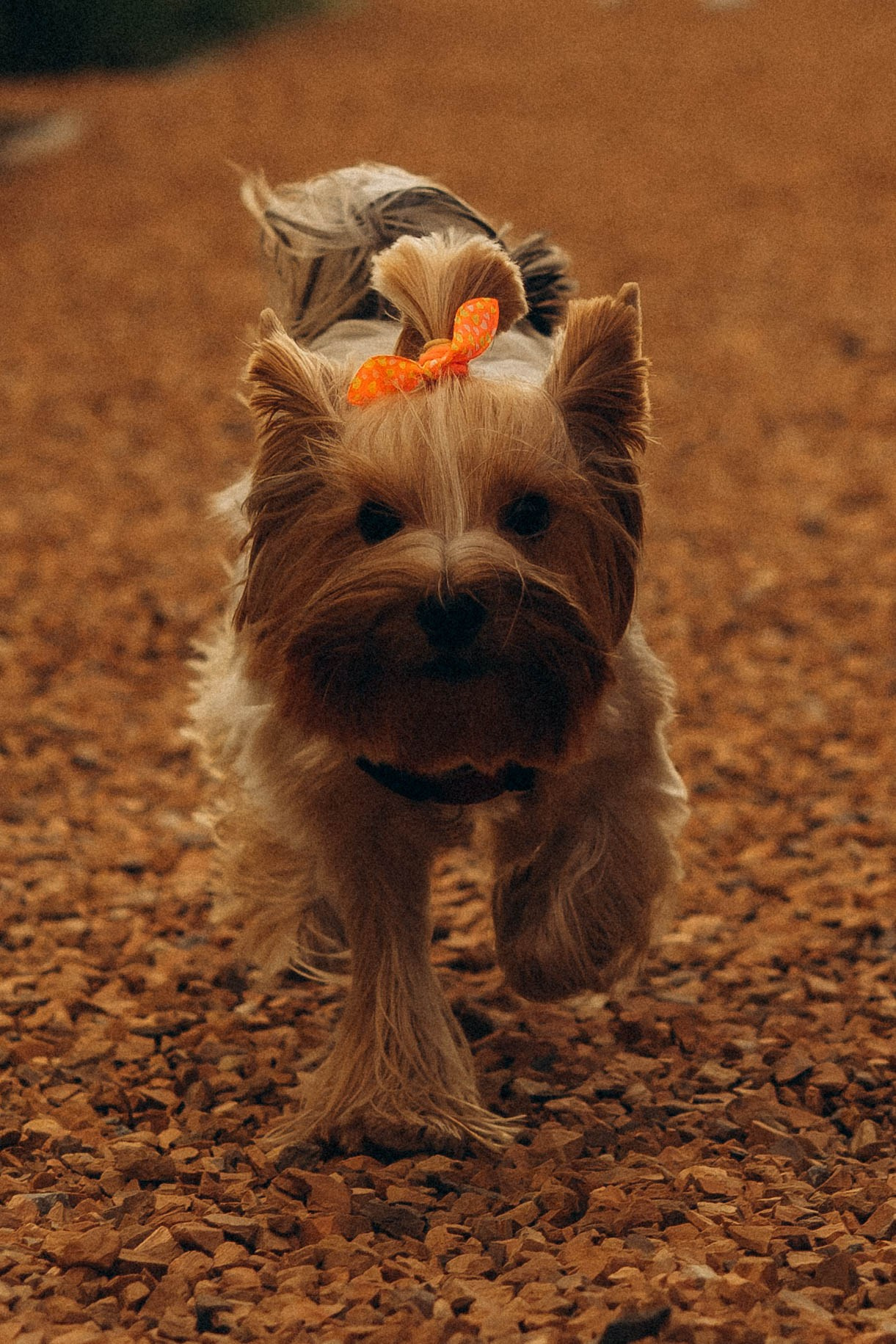 Семейная сьемка в парке. Фотограф Екатеринбург Кокшарова Александра