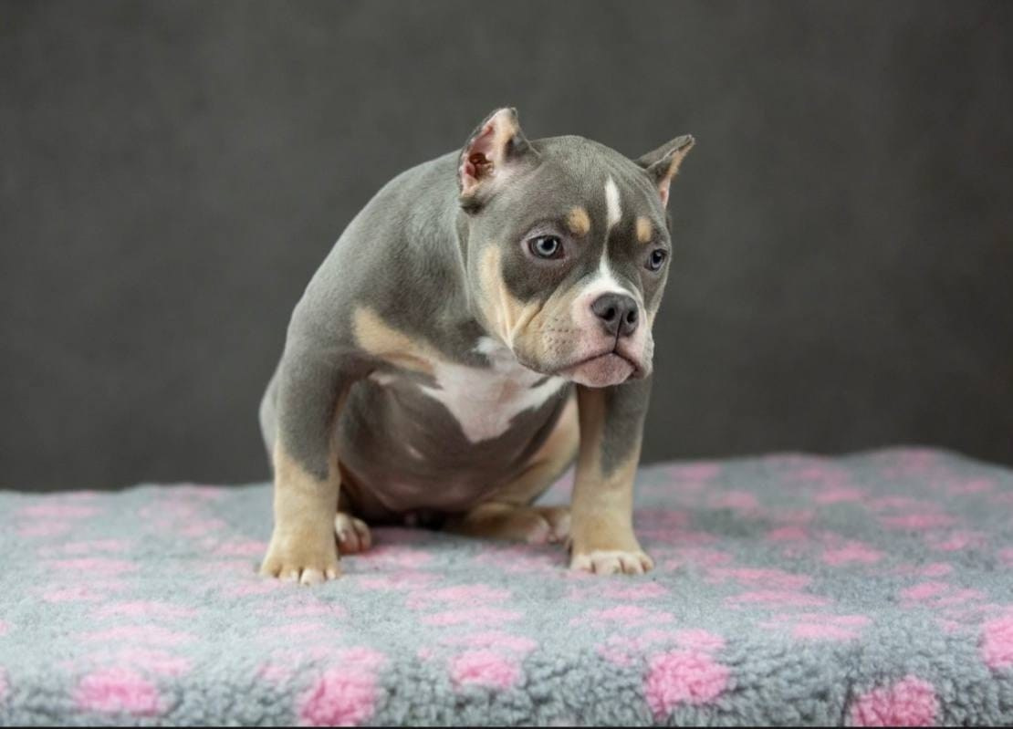 Купить Французского Бульдога Санкт-Петербург, Купить щенка Французского бульдога Санкт-Петербург, Питомник Французских Бульдогов Санкт-Петербург,  Питомник Французский Бульдог Санкт-Петербург, 