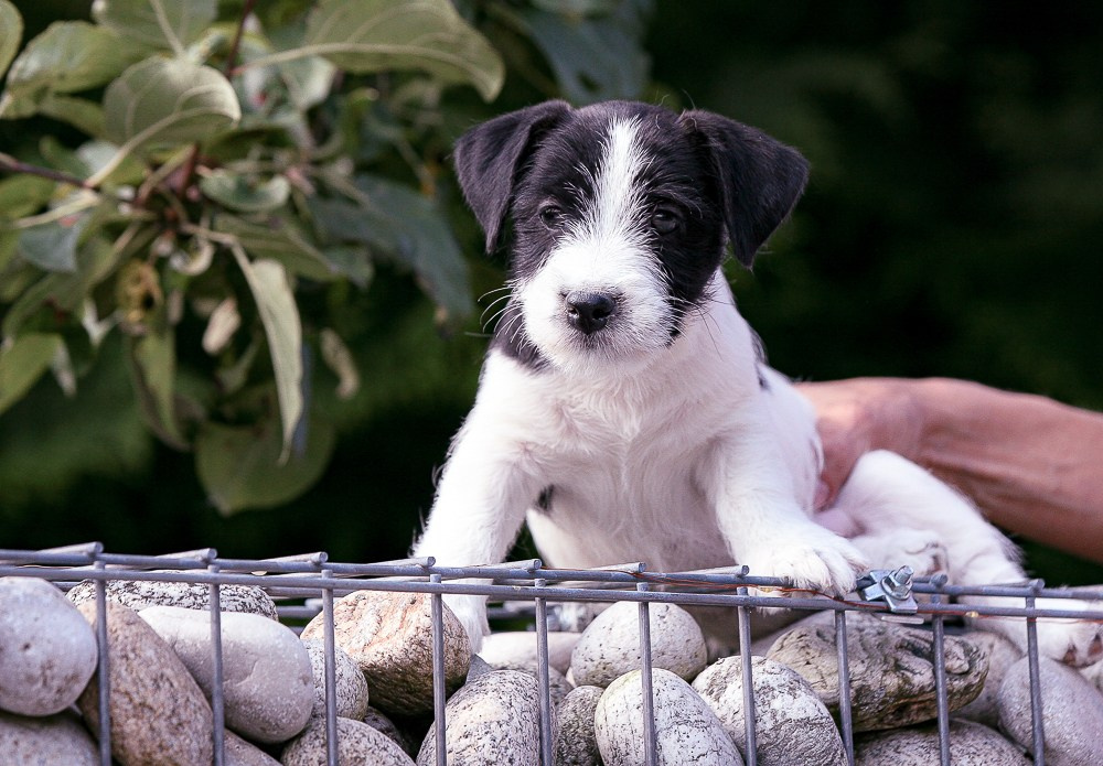 CANE MAESTRO ROLEX. CANE MAESTRO — kennel Jack Russell Terrier