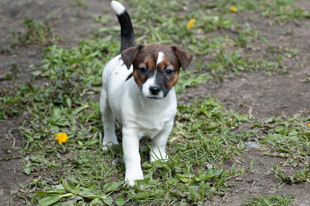 Девочка3галерея. CANE MAESTRO — kennel Jack Russell Terrier