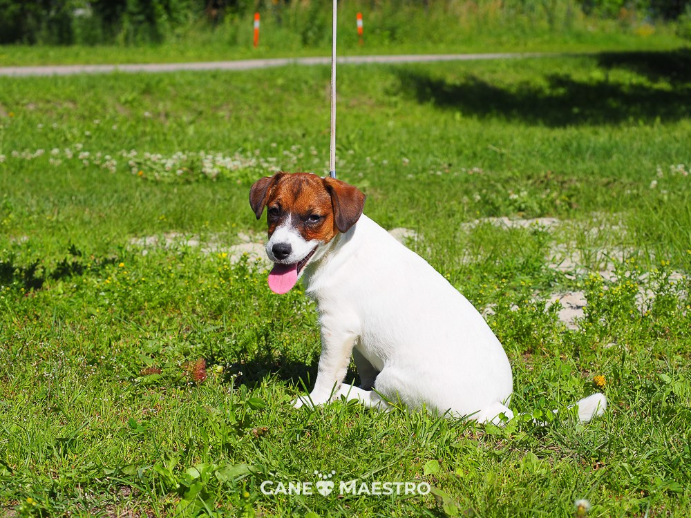 Щенок Джек-рассел-терьер. КМ ФЕЛИЧИТА. Гладкий тип шерсти. Девочка №2. КАНЕ МАЭСТРО — питомник Джек рассел терьеров