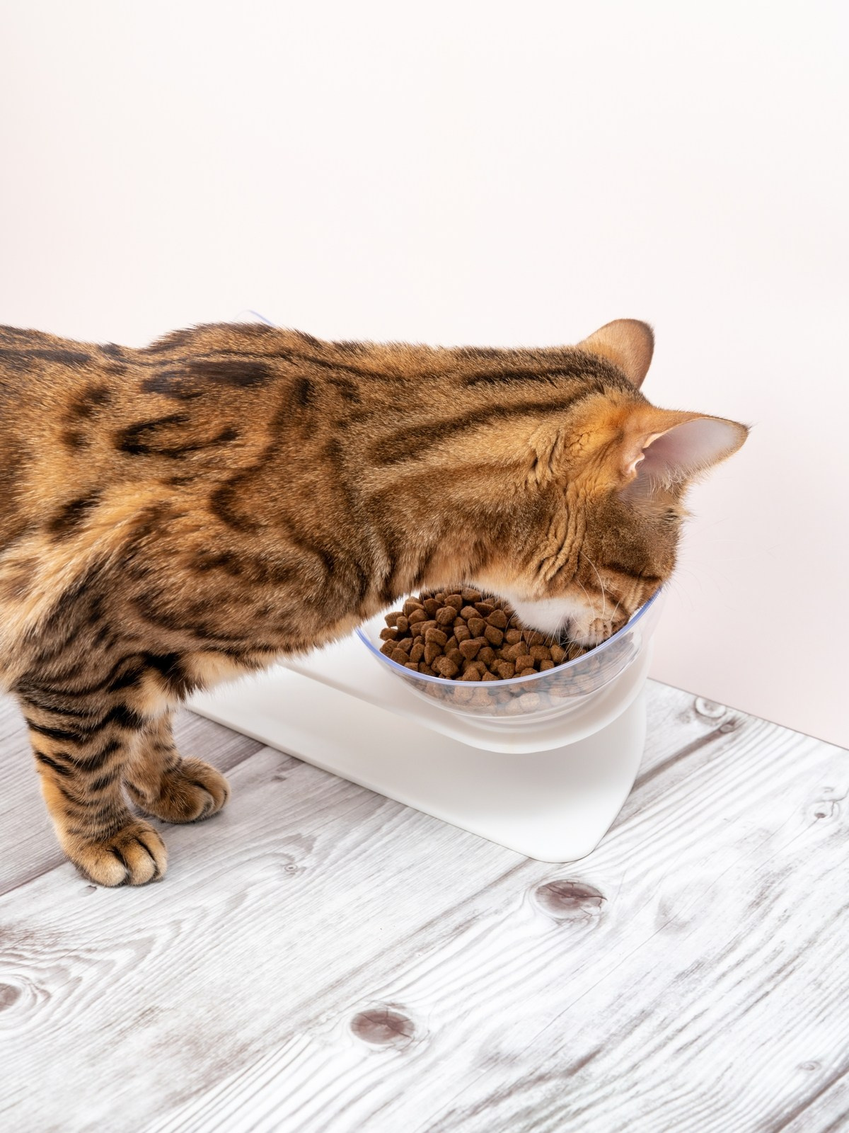 Съемки с животными. КЕД Студия-контент агентство полного цикла СПБ. Создаём фото, видео и контент, который помогает брендам и селлерам продавать больше