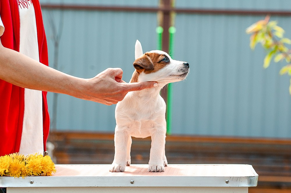 КАНЕ МАЭСТРО ФЕРИТЕЙЛ. Девочка гладкошерстная из питомника КАНЕ МАЭСТРО. Ровные лапки. Шикарный темперамент. Продается. Бело-рыжий окрас.