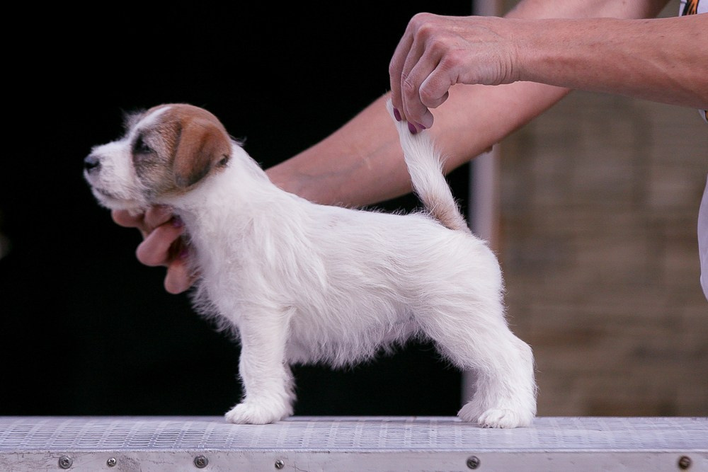 CANE MAESTRO RENDEZVOUS. CANE MAESTRO — kennel Jack Russell Terrier