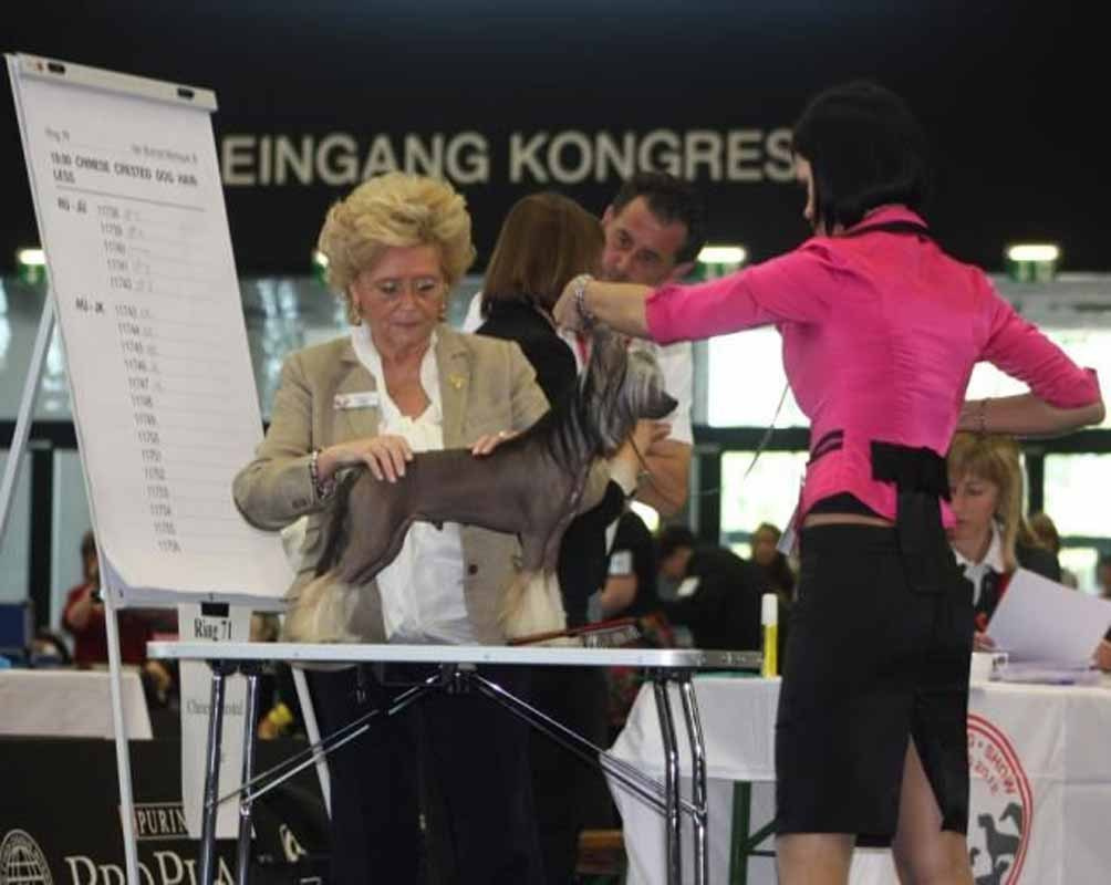 Нерону (Zlato Dinastii Neron) — 14 лет. Поздравляем тебя, наш знаменитый папа!. Питомник китайских хохлатых собак Poale Ell: купить щенка