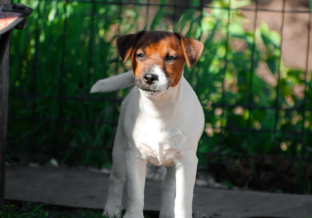 Мальчик 1 галерея. CANE MAESTRO — kennel Jack Russell Terrier
