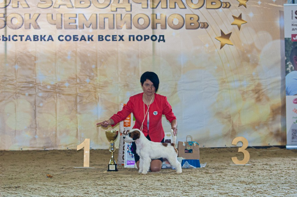 Жесткошерстный. б/рыж. Джек рассел терьер. КАНЕ МАЭСТРО СТИМОРОЛ АЙС. КАНЕ МАЭСТРО — питомник Джек рассел терьеров