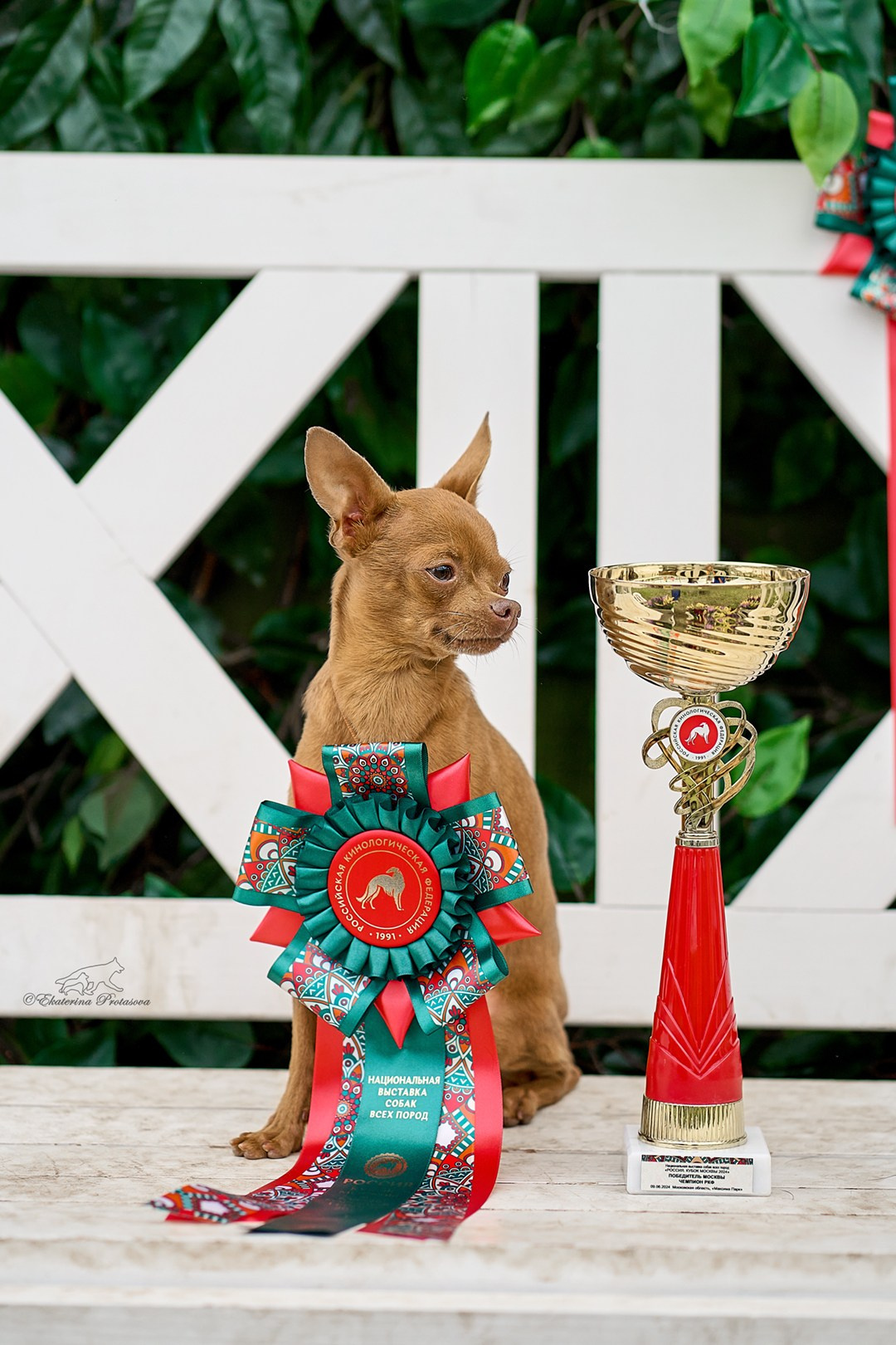 Россия 2024. Фотограф-анималист в Иркутске