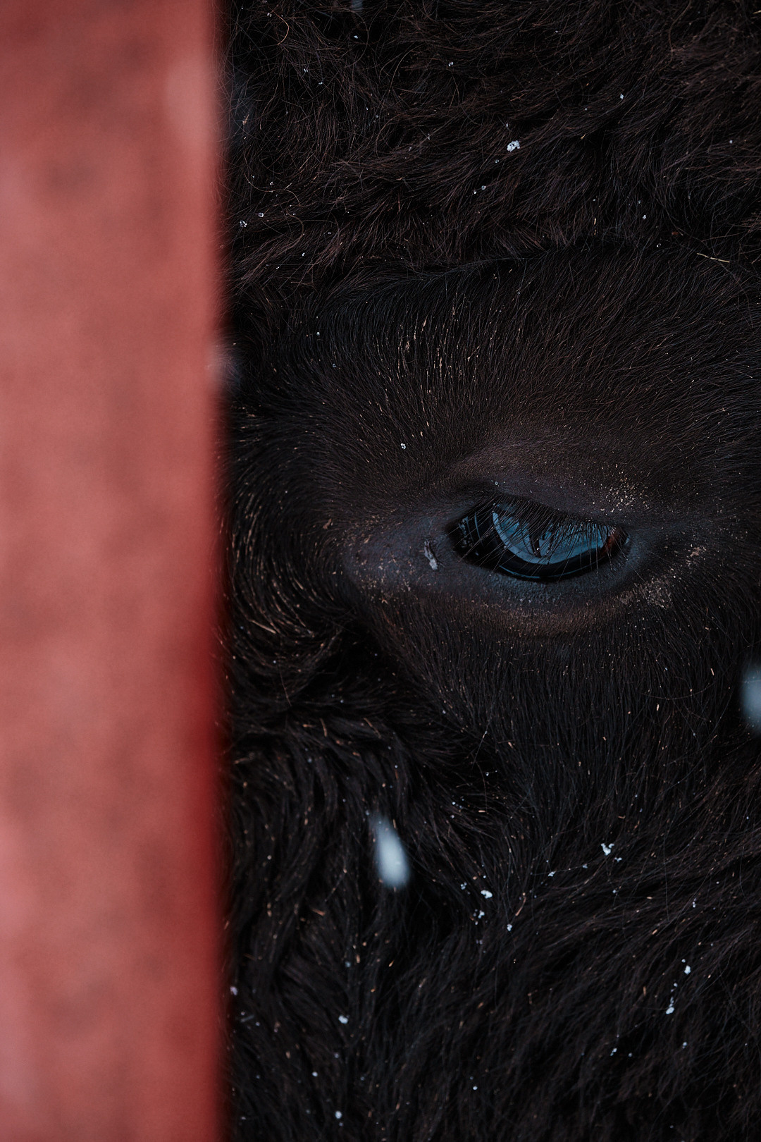 Зубры. Юреализм