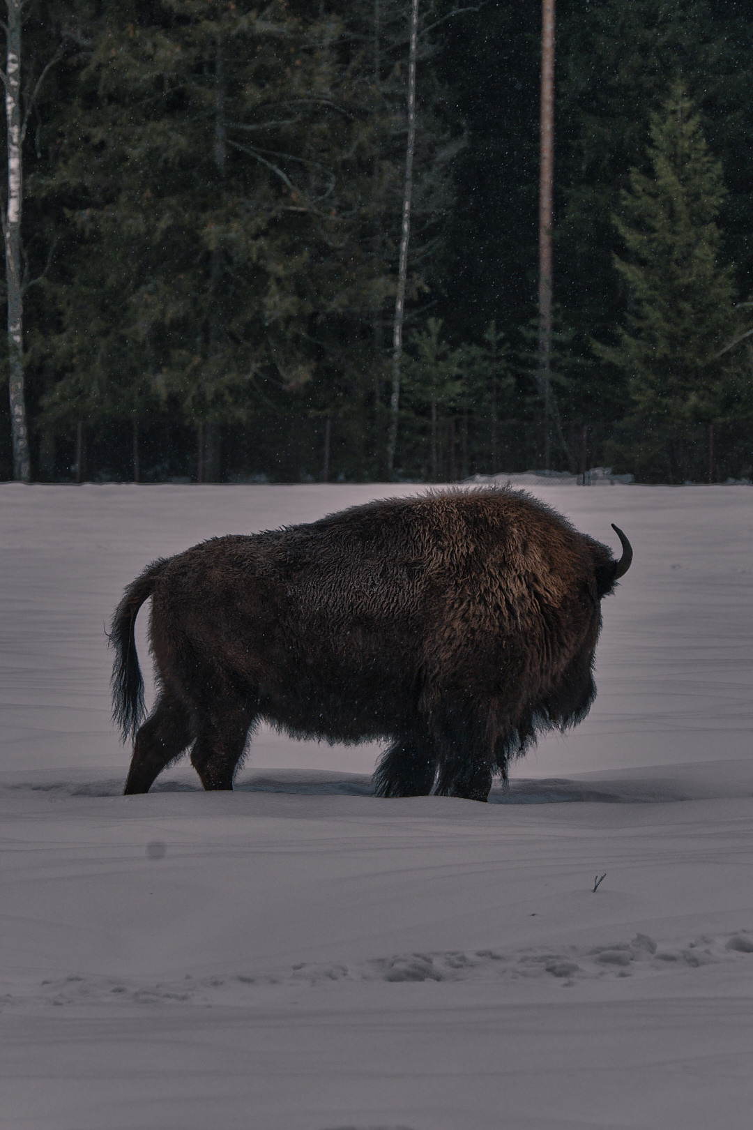 Зубры. Юреализм