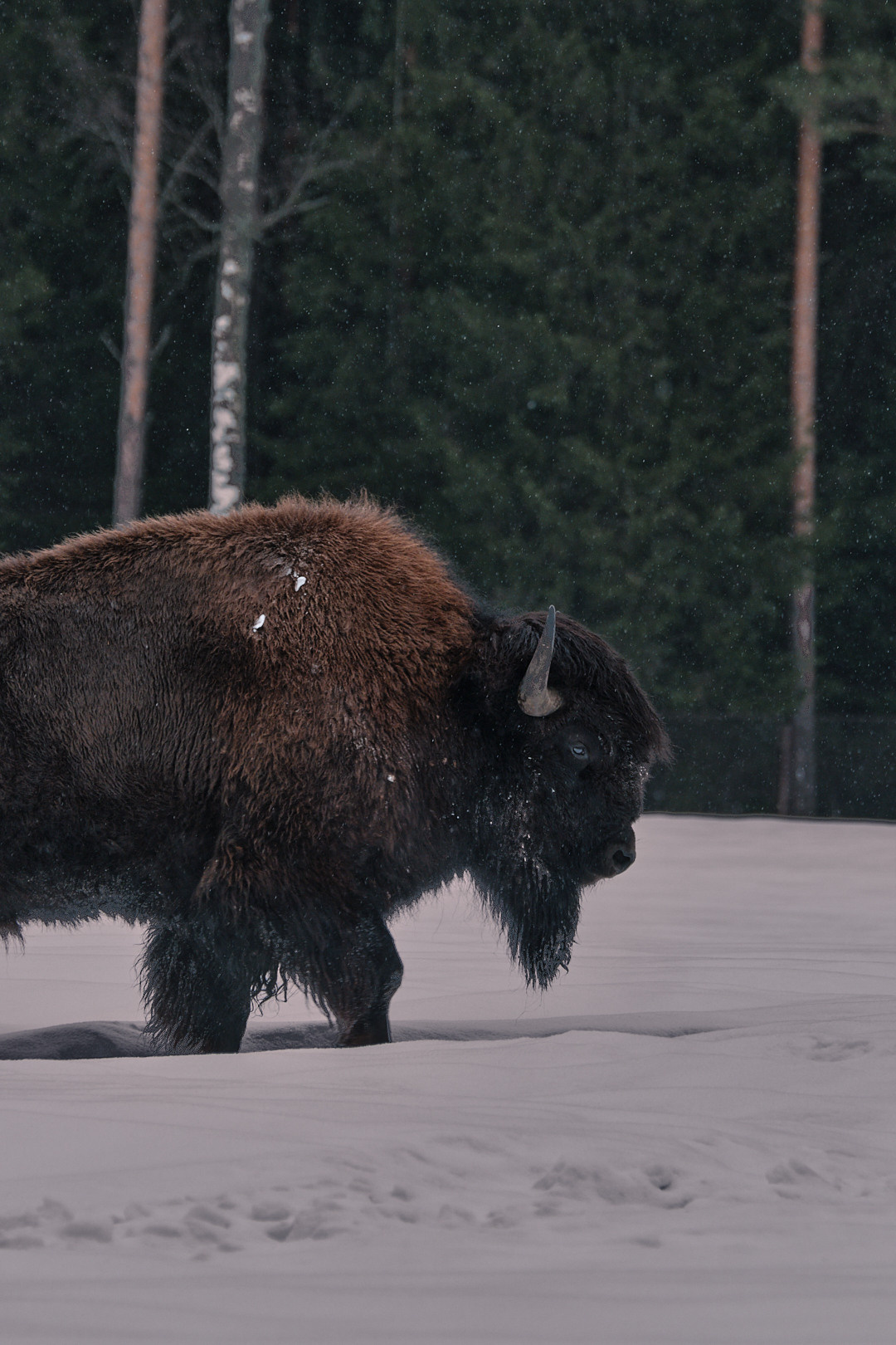 Зубры. Юреализм