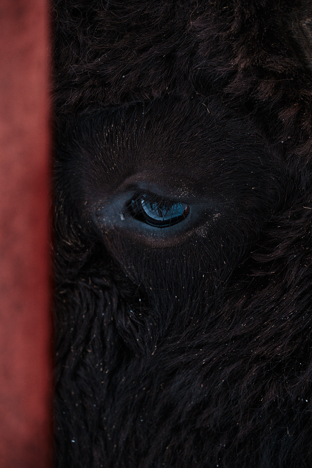 Зубры. Юреализм