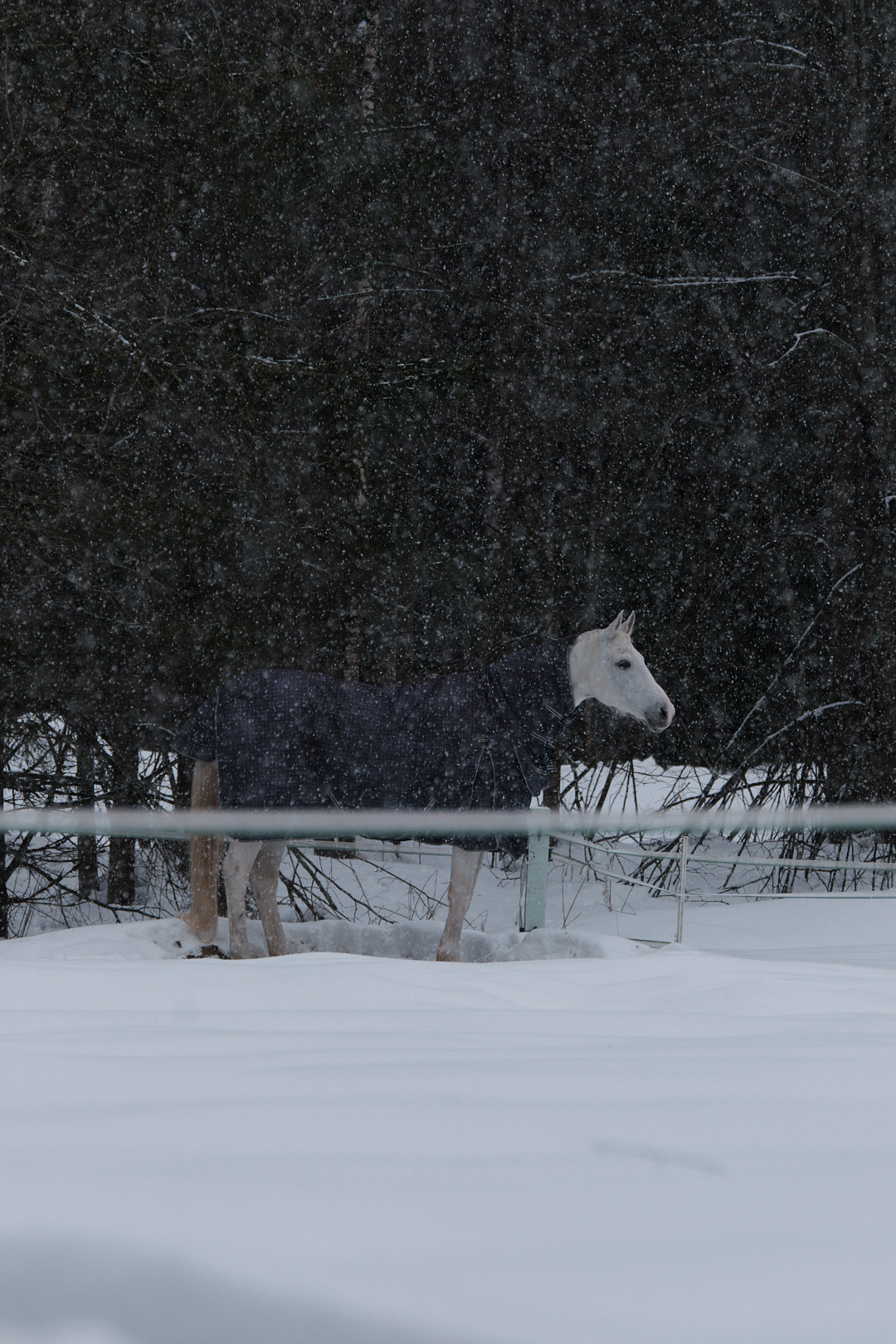 Зубры. Юреализм